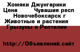 Хомяки Джунгарики › Цена ­ 50 - Чувашия респ., Новочебоксарск г. Животные и растения » Грызуны и Рептилии   
